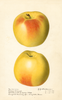Apples, Golden Winesap (1918)