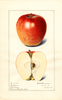 Apples, Delicious (1916)