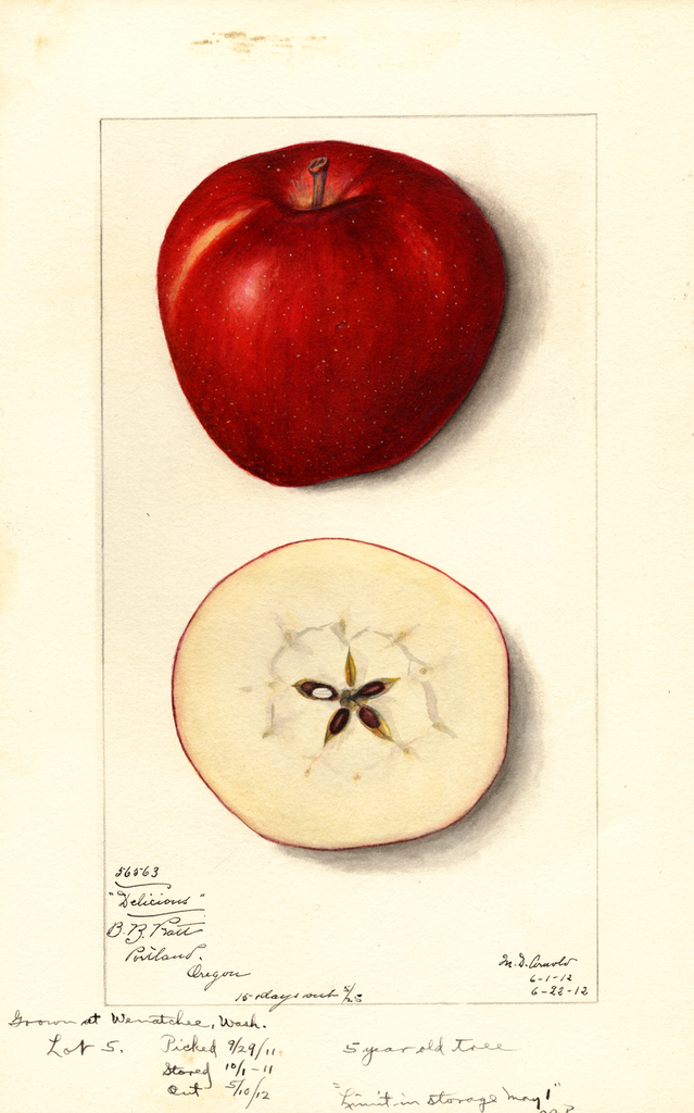 Apples, Delicious (1912)