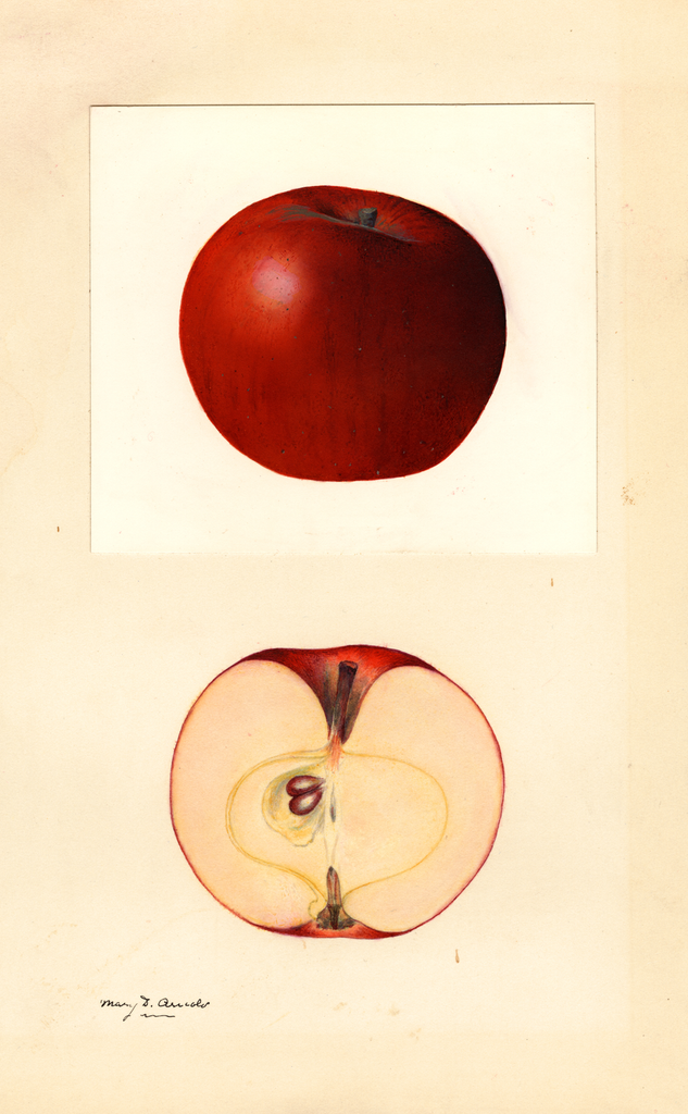 Apples, Delwine (1932)