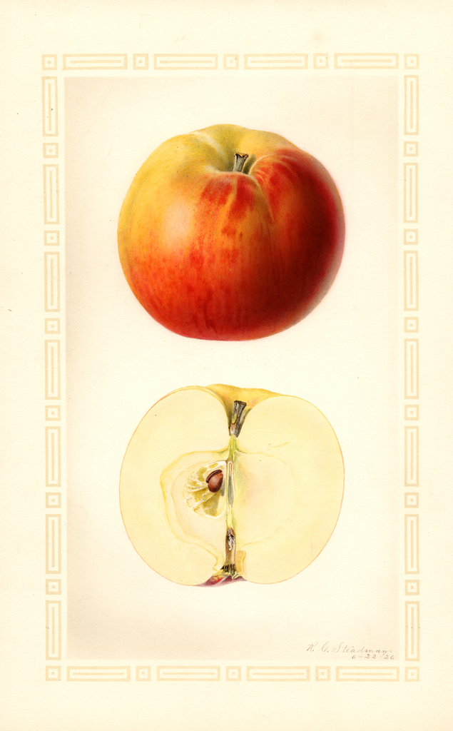 Apples, Delwine (1926)