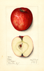 Apples, Delzeik (1914)