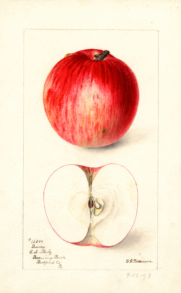 Apples, Denny (1898)