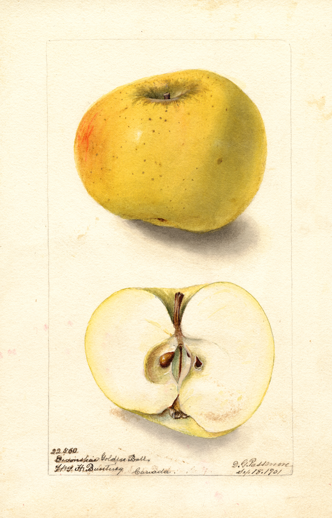 Apples, Devonshire Golden Ball (1901)