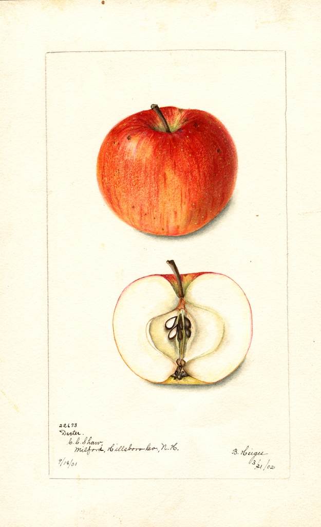 Apples, Dexter (1902)