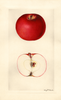 Apples, Diana (1930)