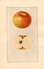 Apples, Dickey (1924)