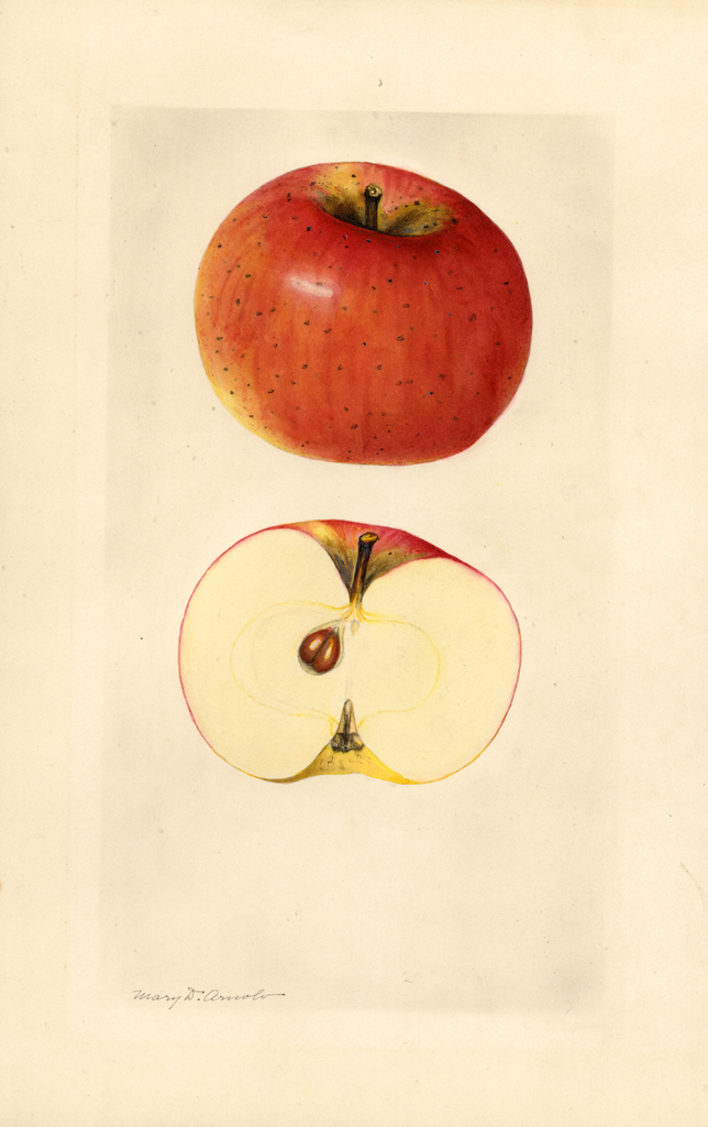 Apples, Dickey (1928)