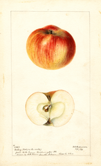 Apples, Dickey (1896)