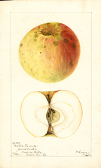Apples, Dickies Favorite (1901)
