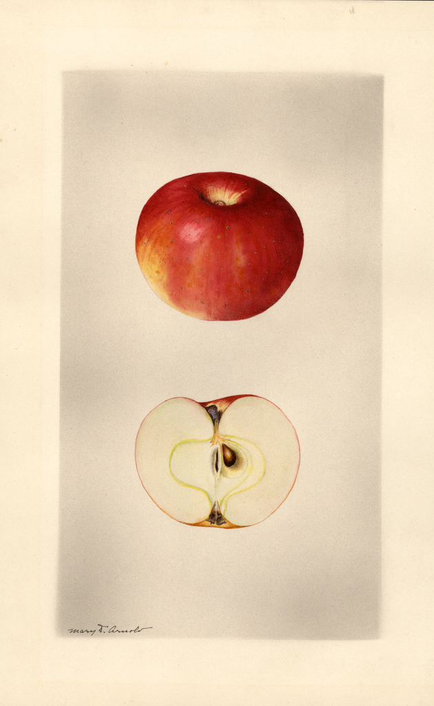 Apples, Milam (1928)
