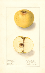 Apples, Early Ripe (1909)