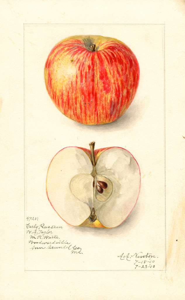 Apples, Early Russian (1910)