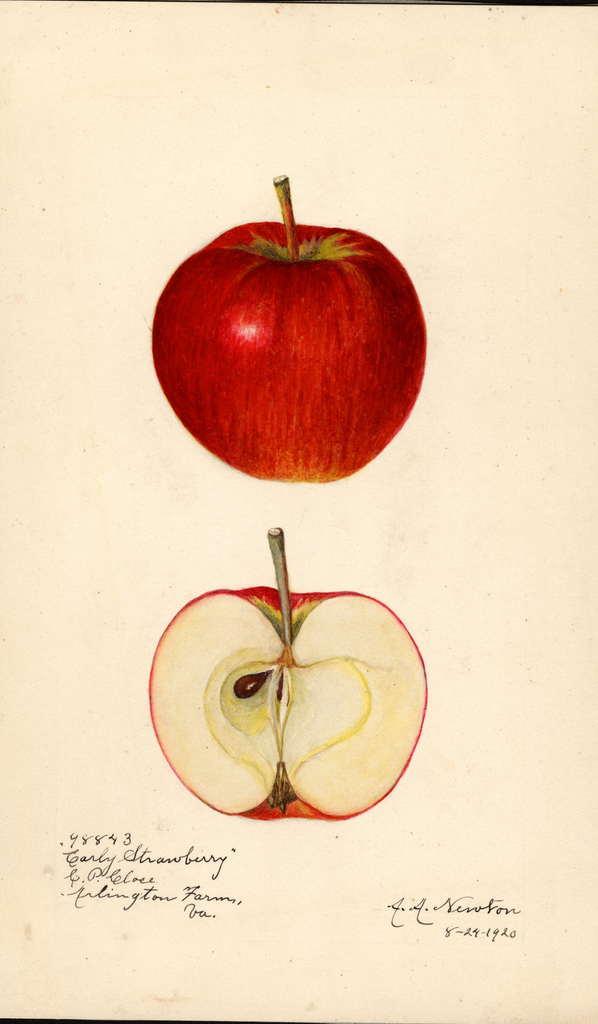 Apples, Early Strawberry (1920)