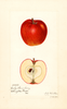 Apples, Early Strawberry (1921)