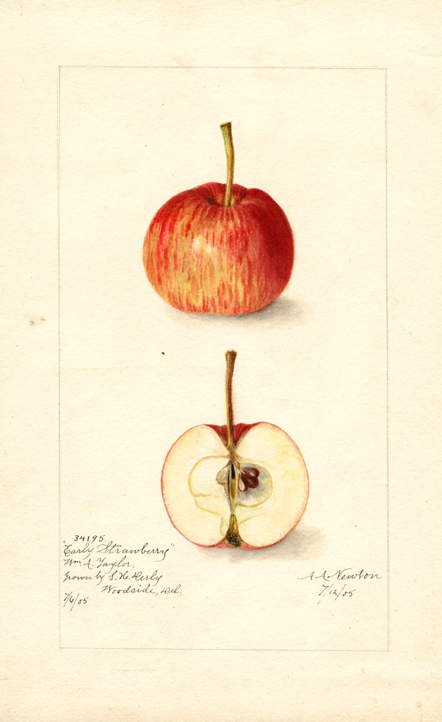 Apples, Early Strawberry (1905)