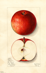 Apples, Eastman (1912)
