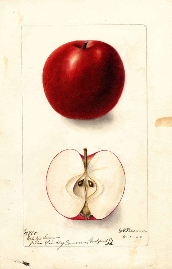 Apples, Eckles Summer (1900)