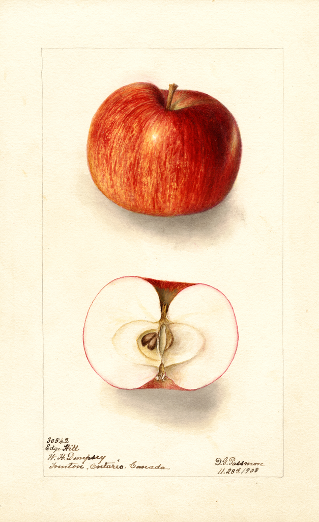 Apples, Edge Hill (1908)