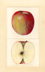 Apples, Edgewood (1938)