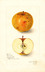 Apples, Edwards (1910)