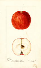 Apples, Egg Top (1895)