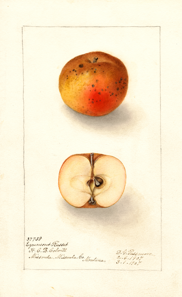 Apples, Egremont Russet (1907)