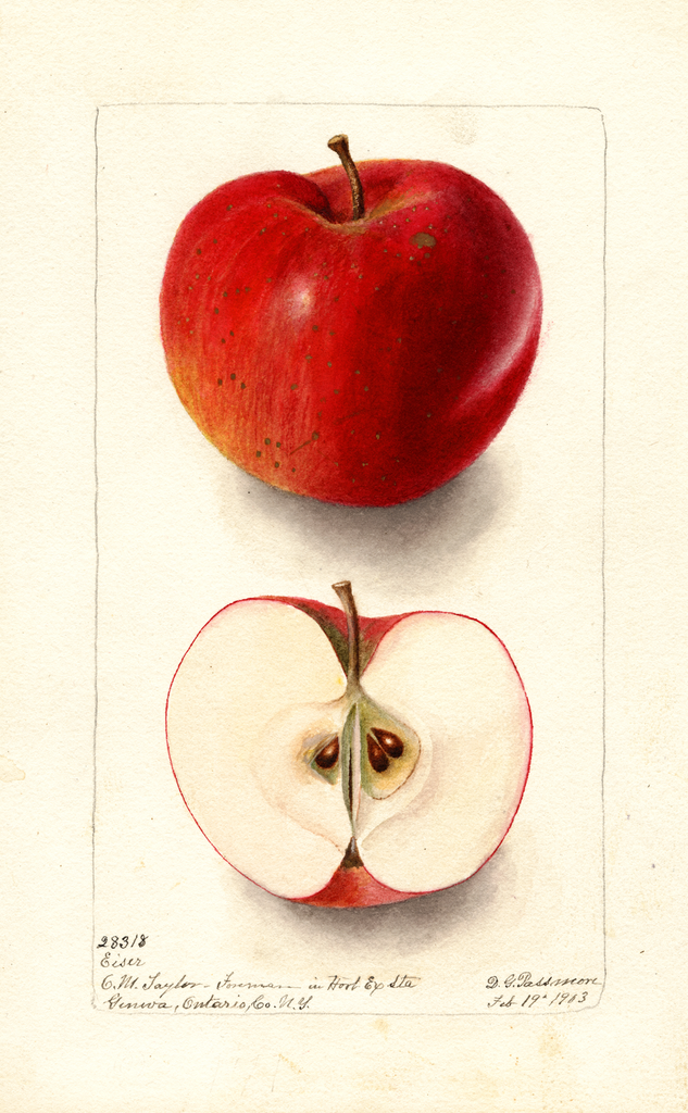 Apples, Eiser (1903)