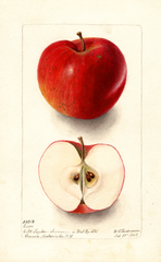 Apples, Eiser (1903)
