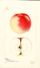 Apples, Elkhorn (1901)