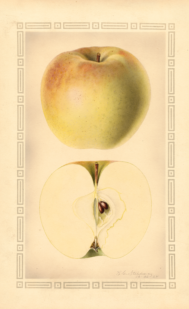 Apples, Elston Sweet (1928)