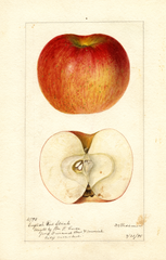 Apples, English Red Streak (1895)