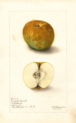 Apples, English Russet (1905)