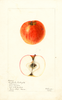 Apples, Englische Wintergold Parmane (1901)