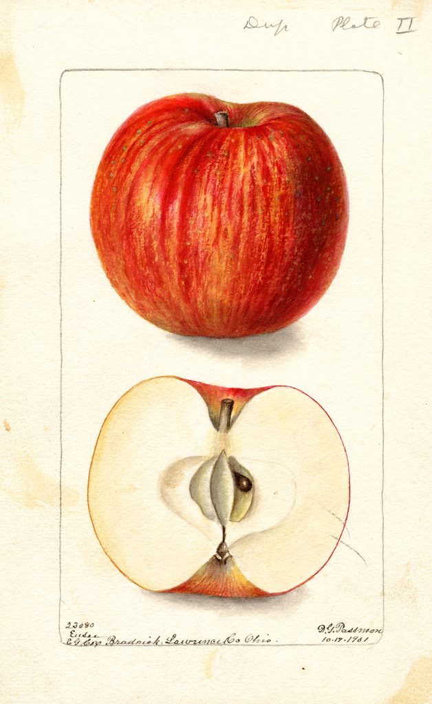 Apples, Ensee (1901)