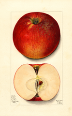 Apples, Ensee (1913)