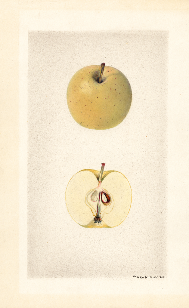 Apples, Entz (1928)