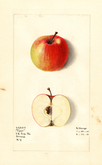 Apples, Eper (1915)