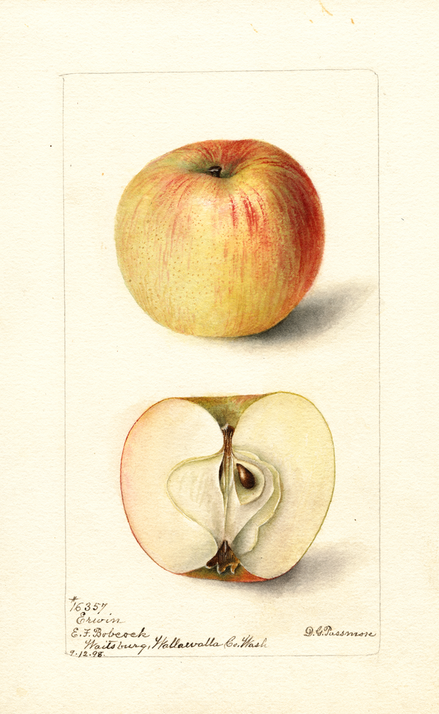 Apples, Erwin (1898)
