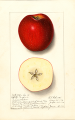 Apples, Spitz Esopus (1912)