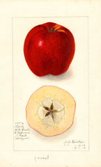 Apples, Spitz (1912)