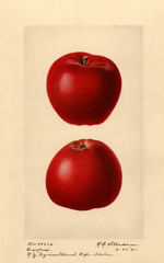 Apples, Esopus (1921)