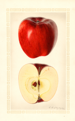 Apples, Esopus Spitzenberg (1926)