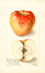 Apples, Esopus Spitzenberg (1905)