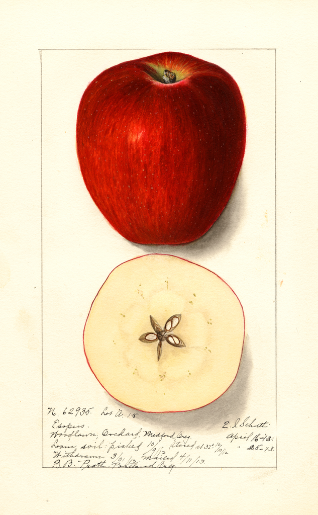 Apples, Esopus (1913)
