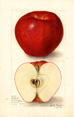 Apples, Esopus (1906)