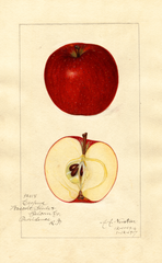 Apples, Esopus (1917)