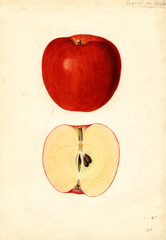 Apples, Esopus Spitzenberg (1936)
