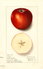 Apples, Esopus (1913)