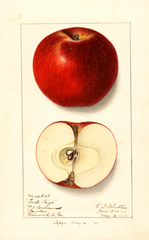 Apples, Forts Prize (1910)